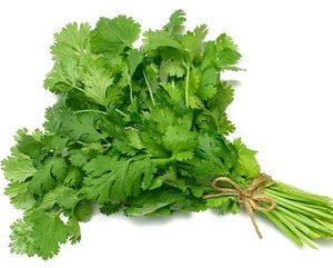 Cilantro Bunch / Dhaniya