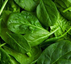 Spinach fresh Bunch